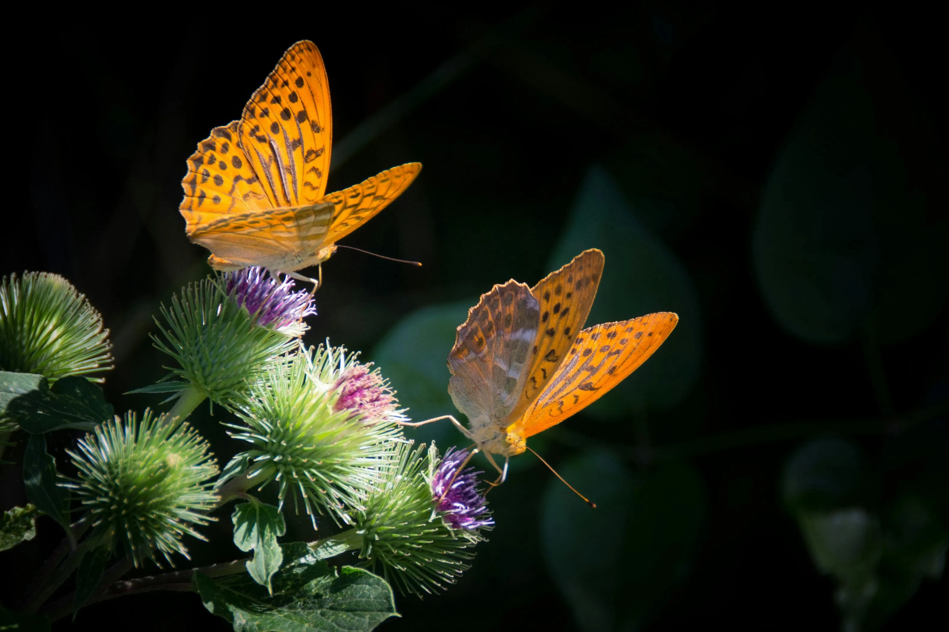 Mariposario de Benalmádena - Marbella family guide