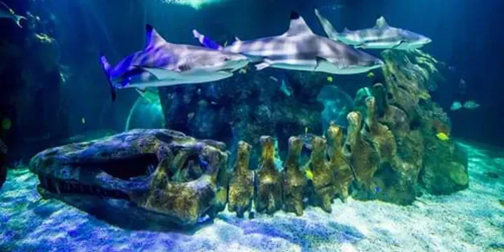 Sea Life Benalmádena - Marbella family guide